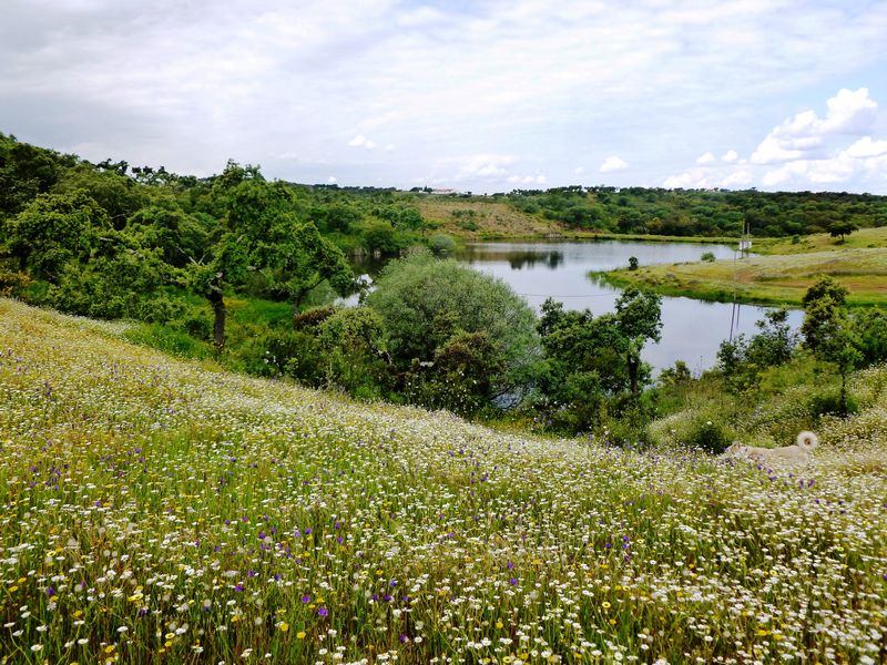 Herdade